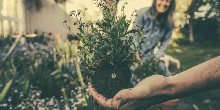 Starting a backyard garden